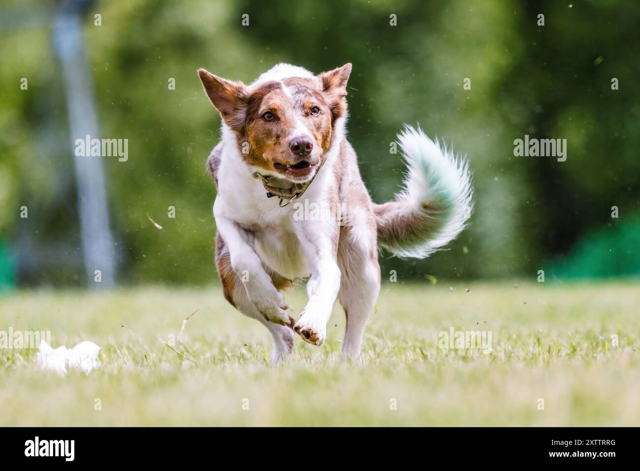 Border Collie Mixed Breed Mutt Dog Running Lure Course Dog Sport Stockfoto