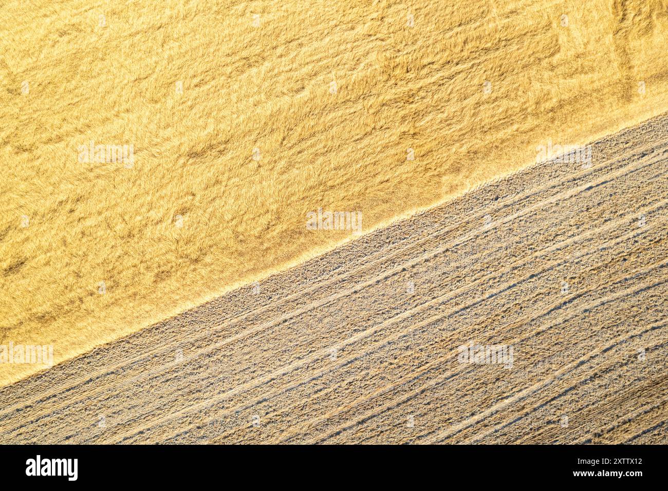 Reifes Sommerweizenfeld neben einem gepflügten Feld, Draufsicht der Drohne. Strukturierter Hintergrund, landwirtschaftliches Konzept Stockfoto