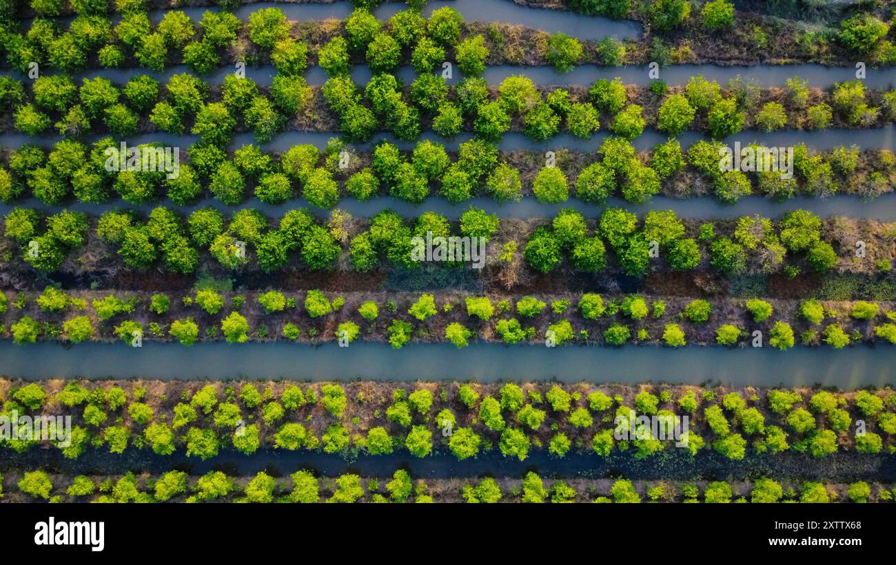Landwirtschaftlich genutzte Flächen in Vietnam, Asien, von oben gesehen Stockfoto