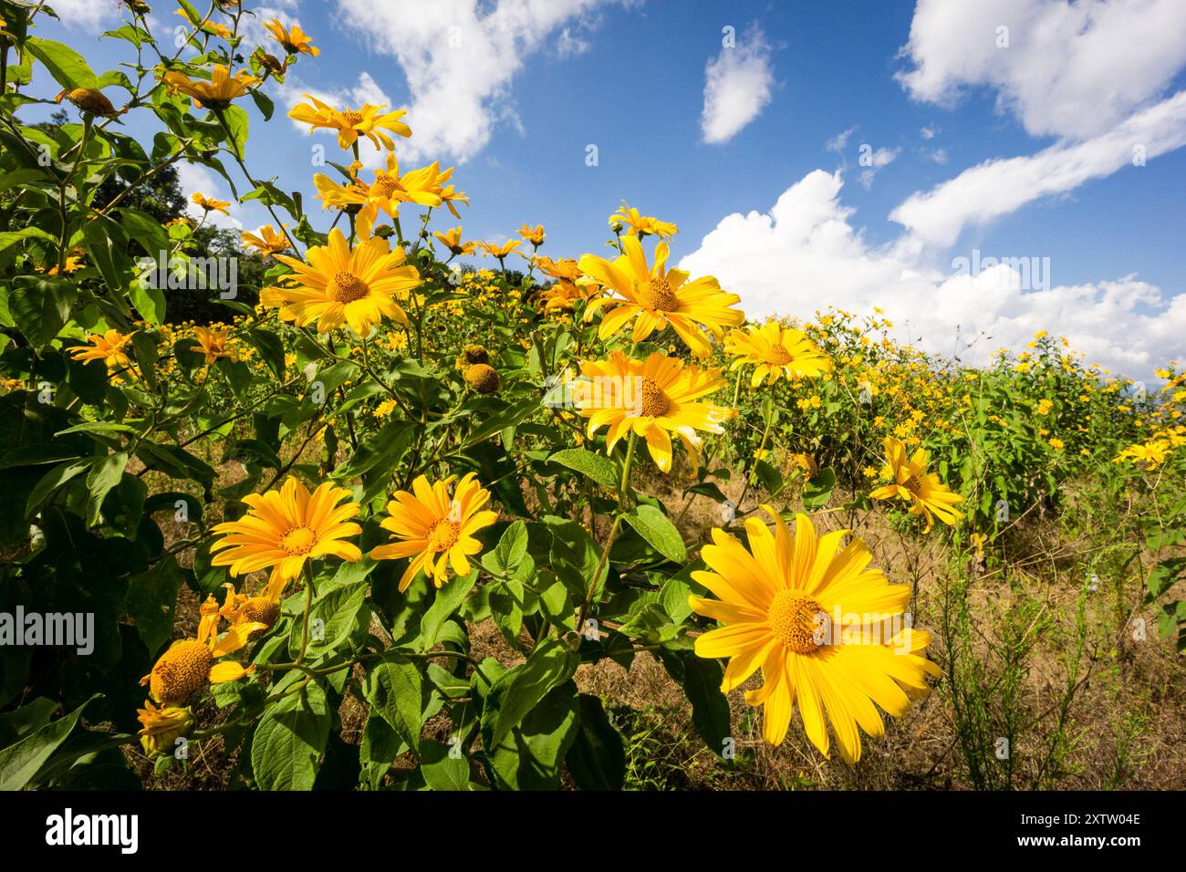 Wilde Sonnenblumen, Hänge des Toliman-Vulkans, Atitlan-See, Guatemala, Mittelamerika Stockfoto Wilde Sonnenblumen, Hänge des Toliman-Vulkans, Atitlan-See, Guatemala, Mittelamerika Stockfoto