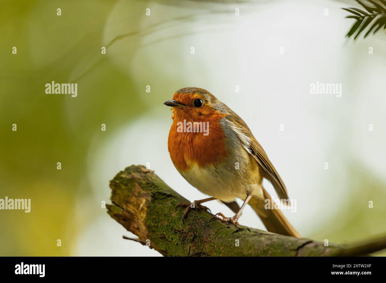 Robin (Erithacus rubecula) , Vereinigtes Königreich Stockfoto