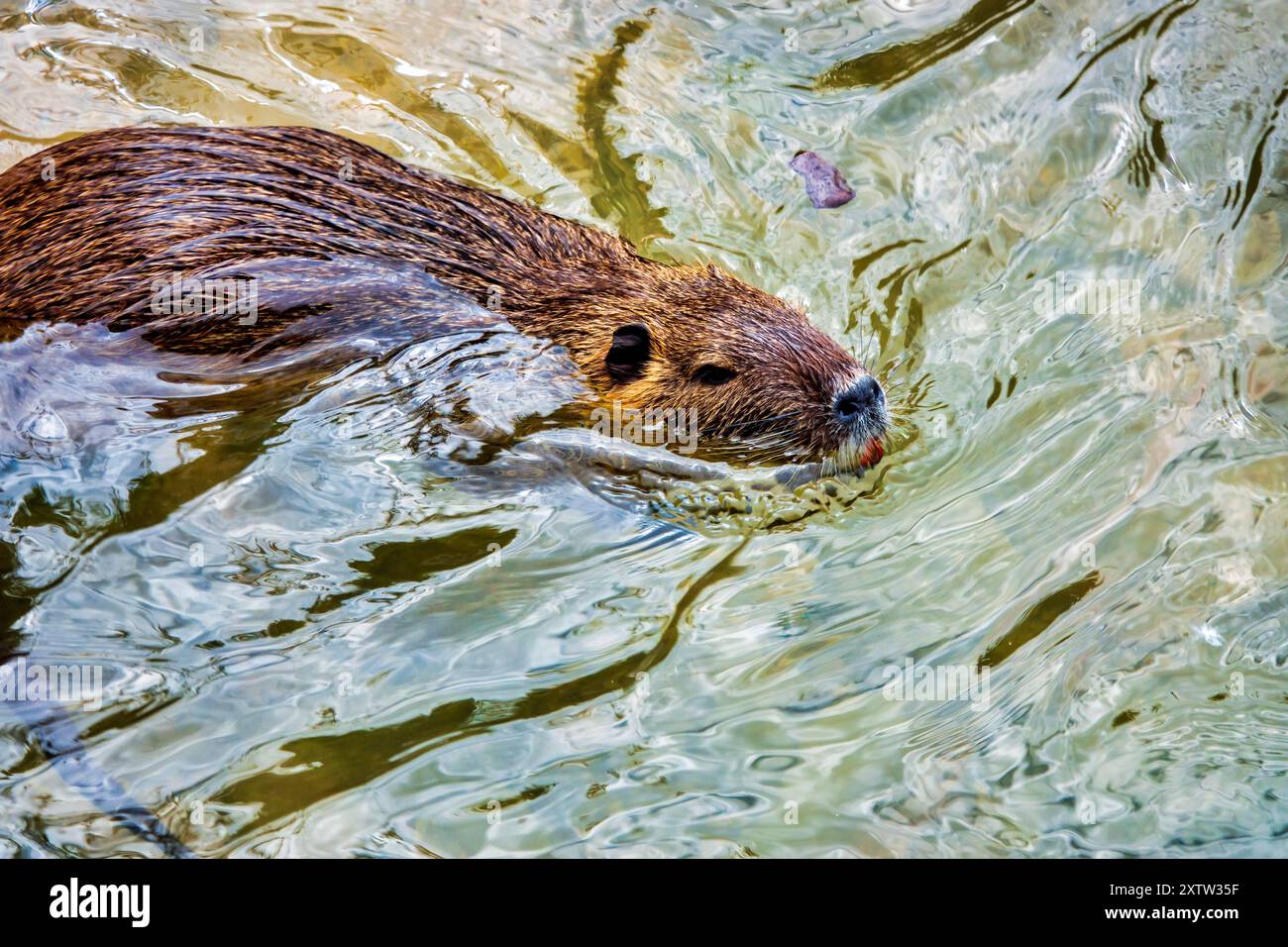 Nutria (Myocastor coypus) im Fluss Topino, Foligno, Italien Stockfoto