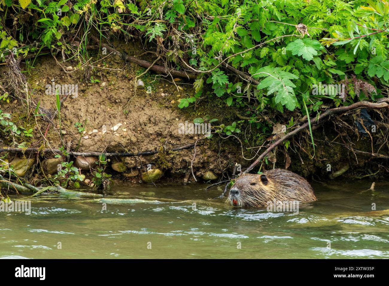 Nutria (Myocastor coypus) im Fluss Topino, Foligno, Italien Stockfoto