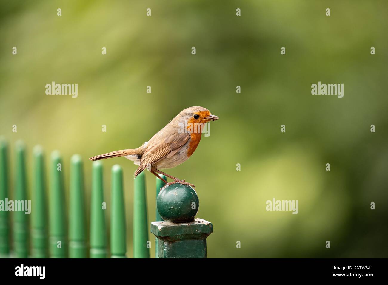 Robin (Erithacus rubecula) , Vereinigtes Königreich Stockfoto