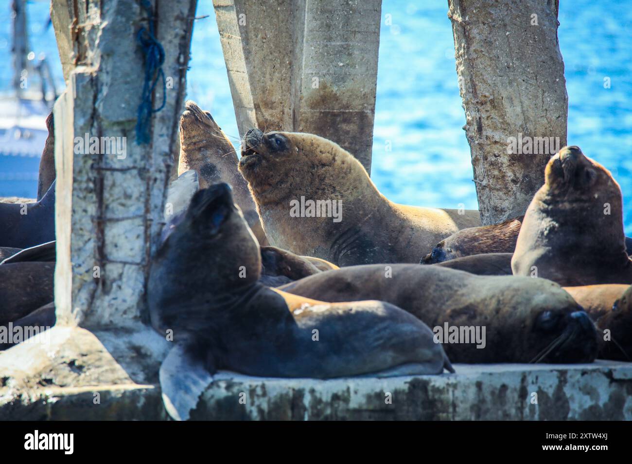 Fantastischer Blick auf die Klippen und die Wellen des Pazifischen Ozeans in der Nähe von Vina del Mar, Chile Stockfoto