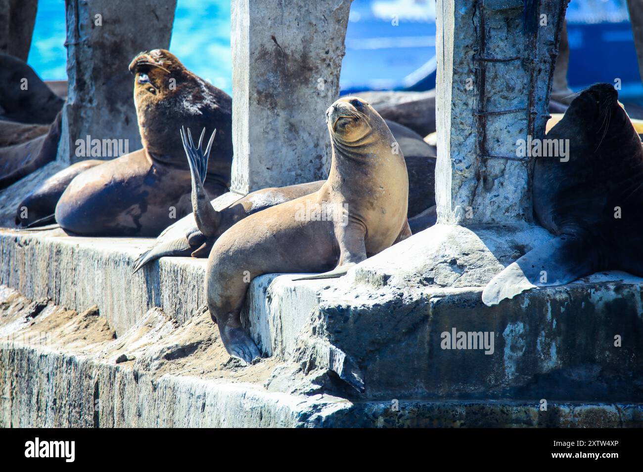 Fantastischer Blick auf die Klippen und die Wellen des Pazifischen Ozeans in der Nähe von Vina del Mar, Chile Stockfoto