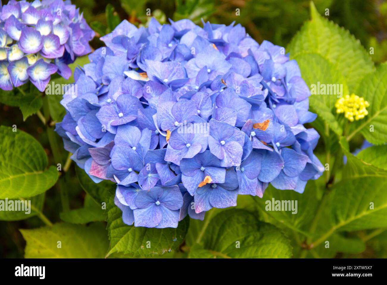 Nahaufnahme blauer Hortensien in Blüte Stockfoto