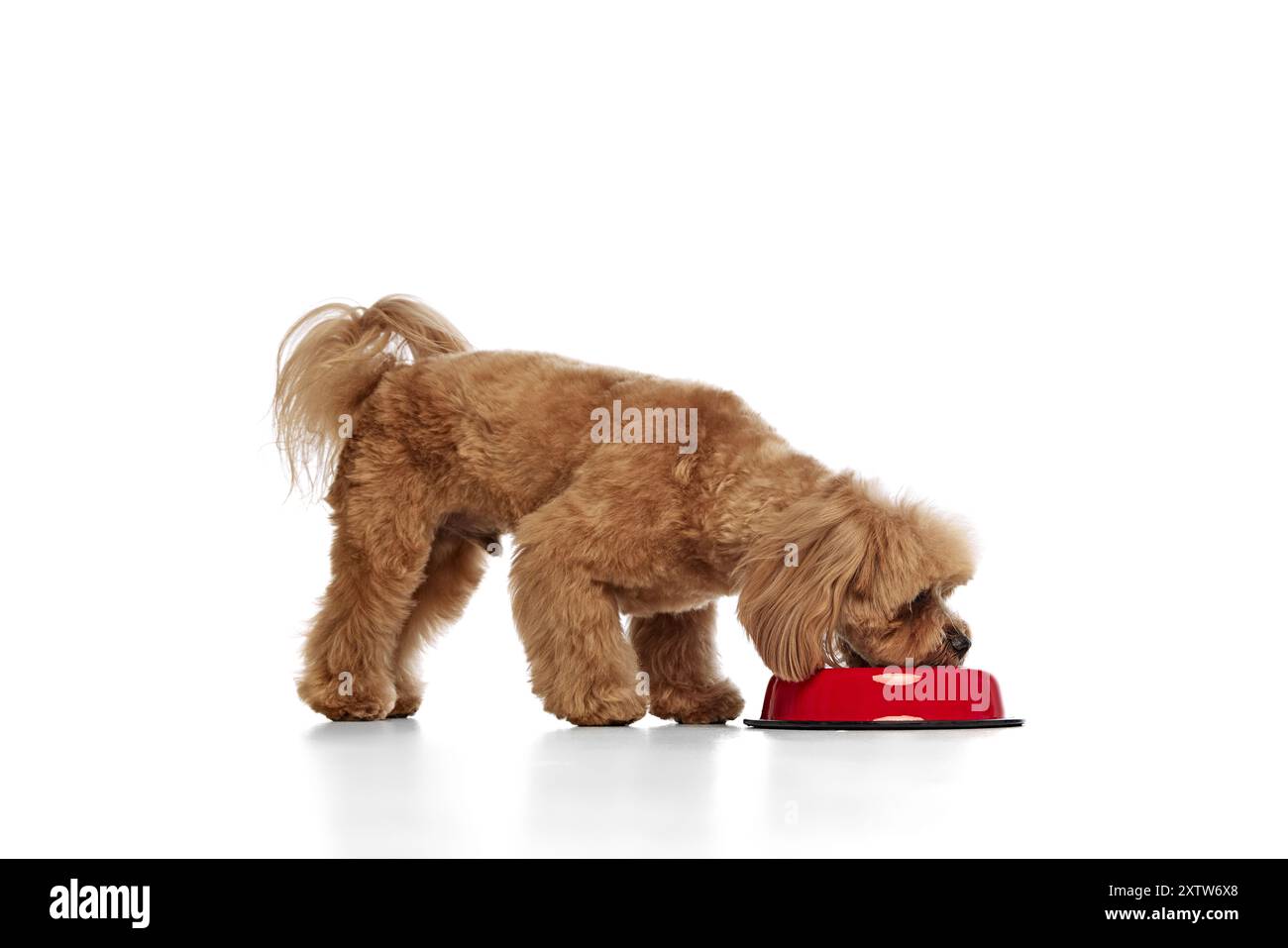 Gesunde Ernährung. Entzückender Hund. Reinrassiger Pudel, der Essen aus einer Schüssel auf weißem Hintergrund isst Stockfoto