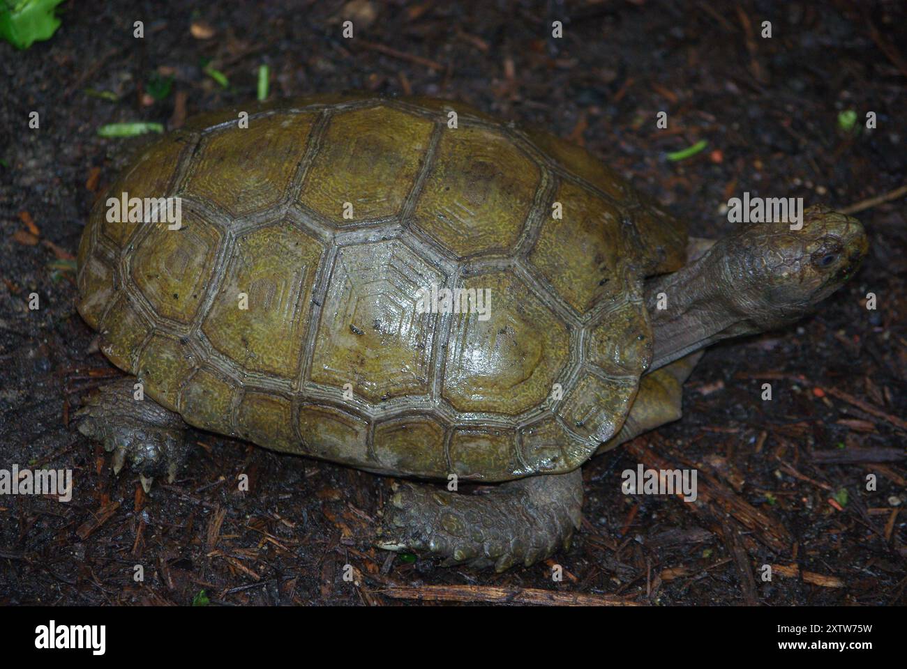 Braune Schildkröte (Manouria emys) Stockfoto