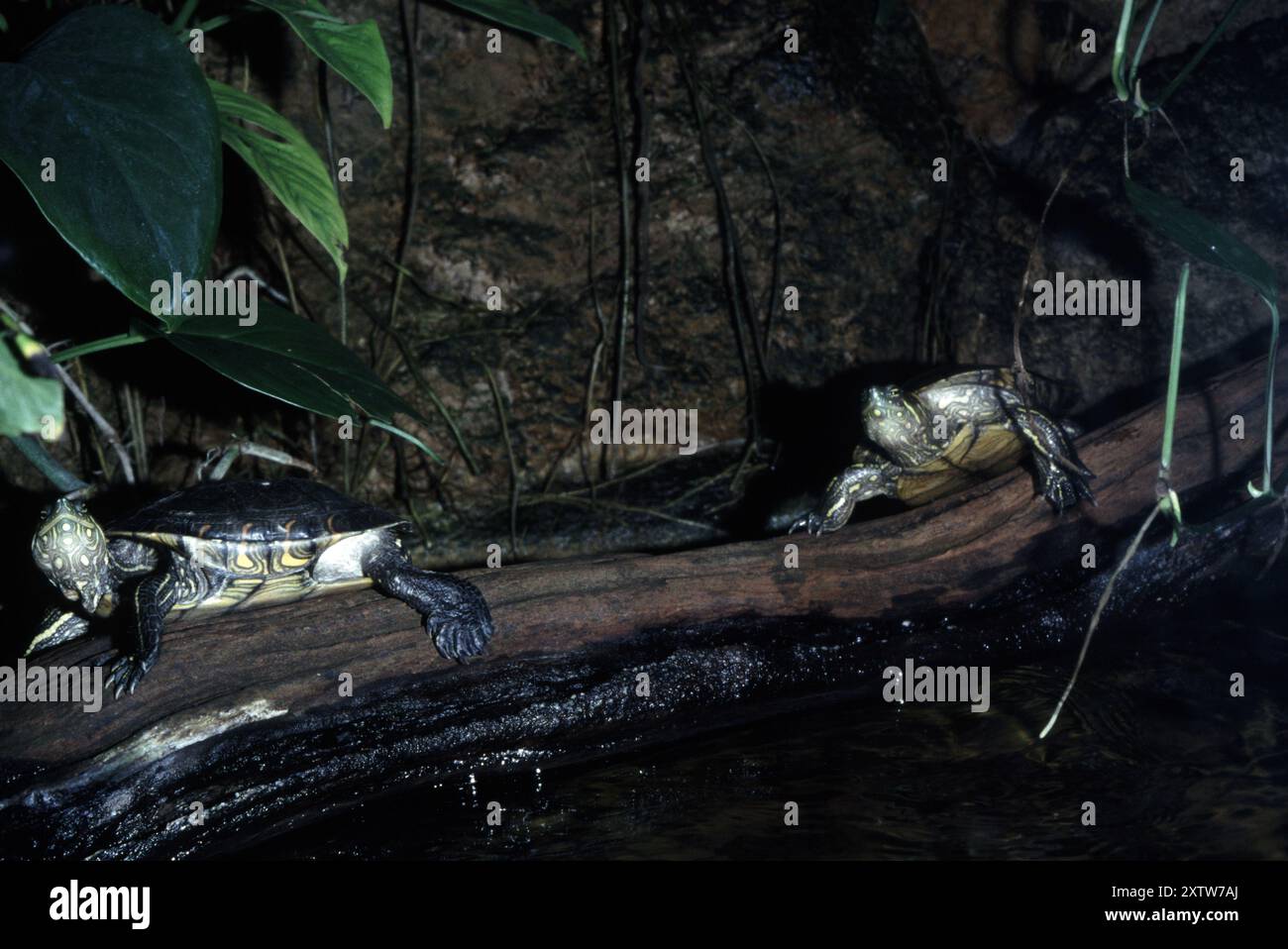 Kolumbianischer Slider, Trachemys callirostris Stockfoto