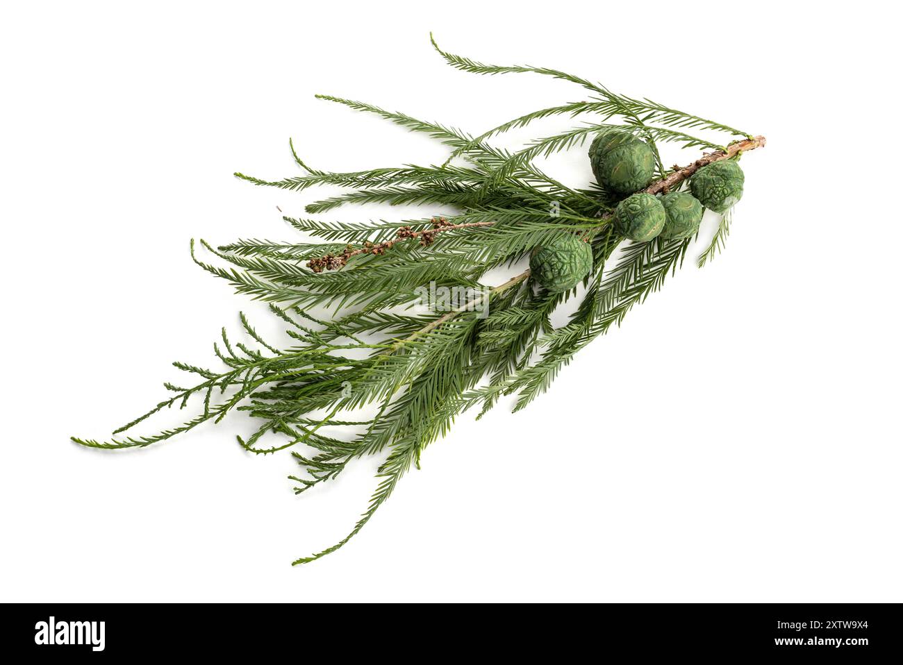 Zweige der Glatzzypresse oder Taxodium distichum und Kegel isoliert auf weißem Hintergrund Stockfoto