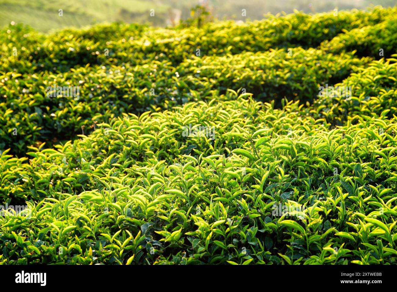Wunderschöne junge, hellgrüne Teebräucher bei Sonnenuntergang Stockfoto
