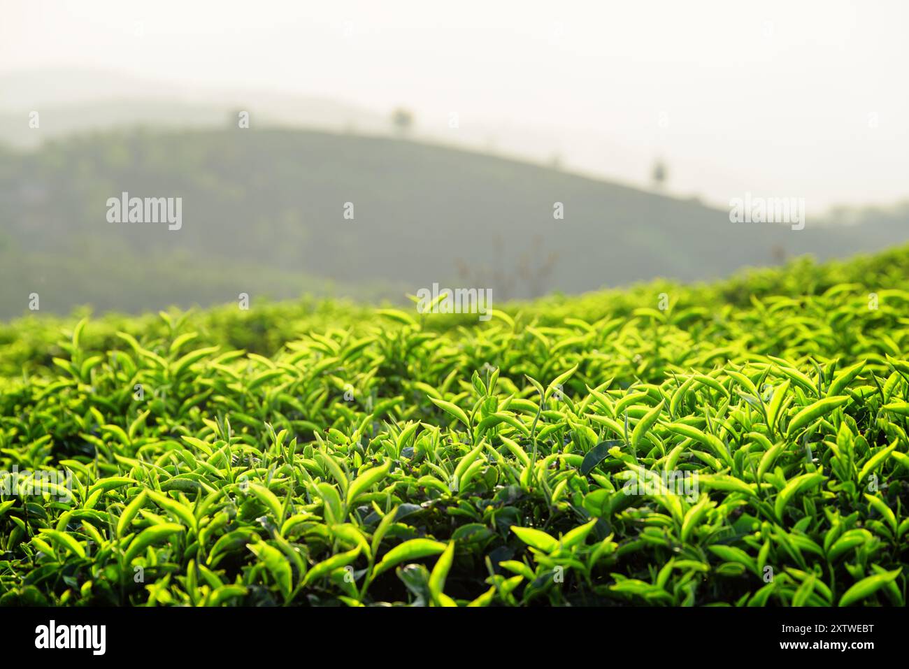 Obere grüne Teeblätter auf der Teeplantage am Abend Stockfoto
