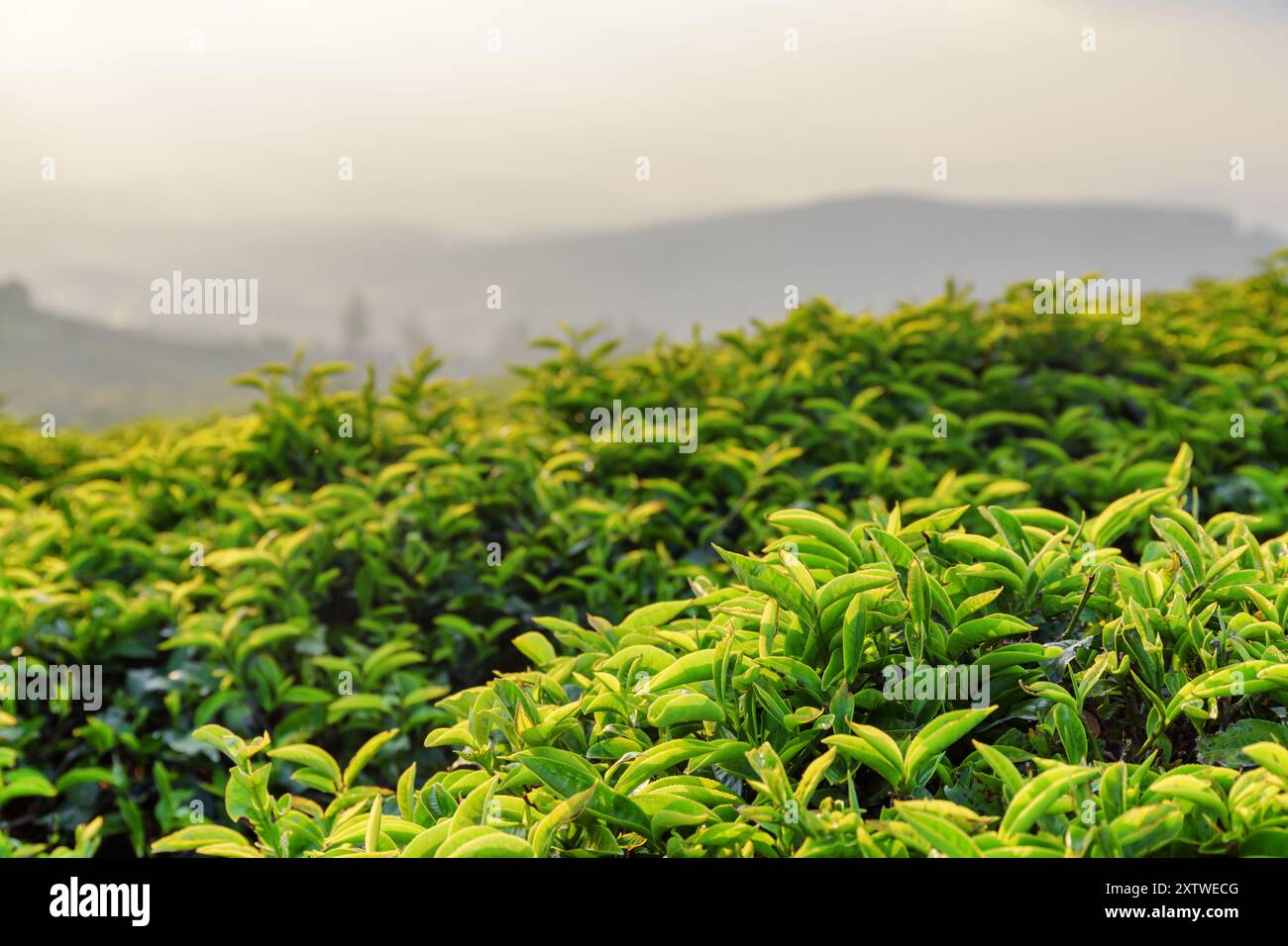 Schöne grüne Teeblätter auf der Teeplantage am Abend Stockfoto