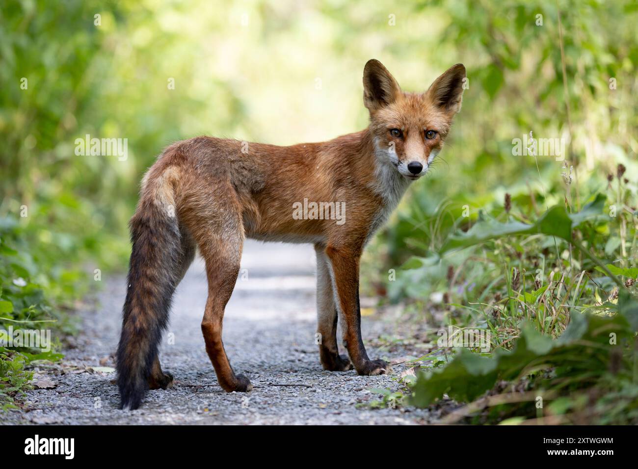 WASSENAAR - Ein junger Fuchs im Dünengebiet Meyendel. ANP/HH HENRIETTE GAST niederlande raus - belgien raus Stockfoto