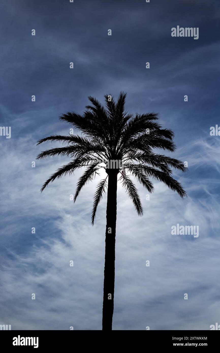 Palme isoliert gegen Sonne Stockfoto
