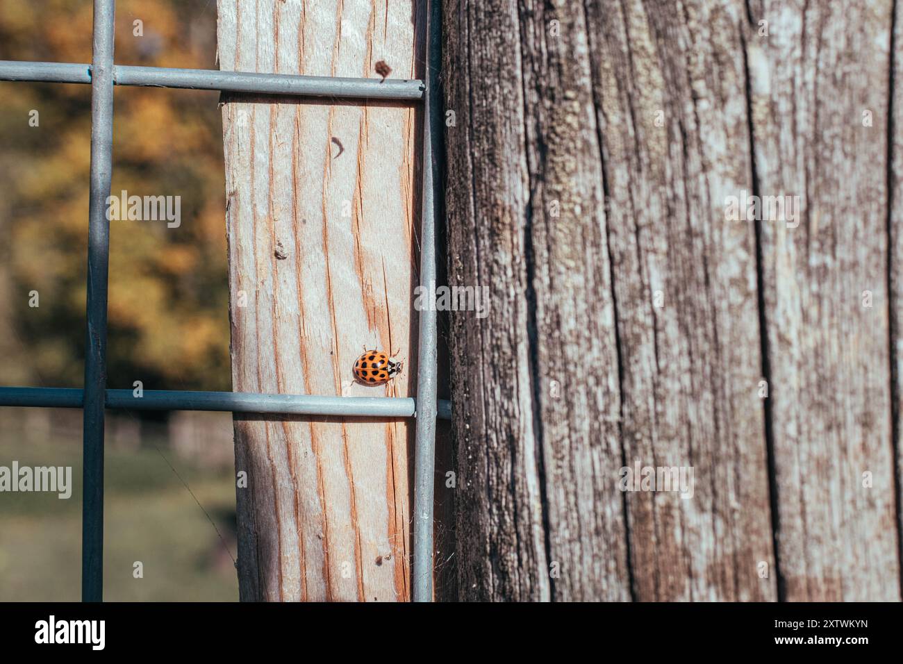 Marienkäfer auf einem Holzzaun Stockfoto
