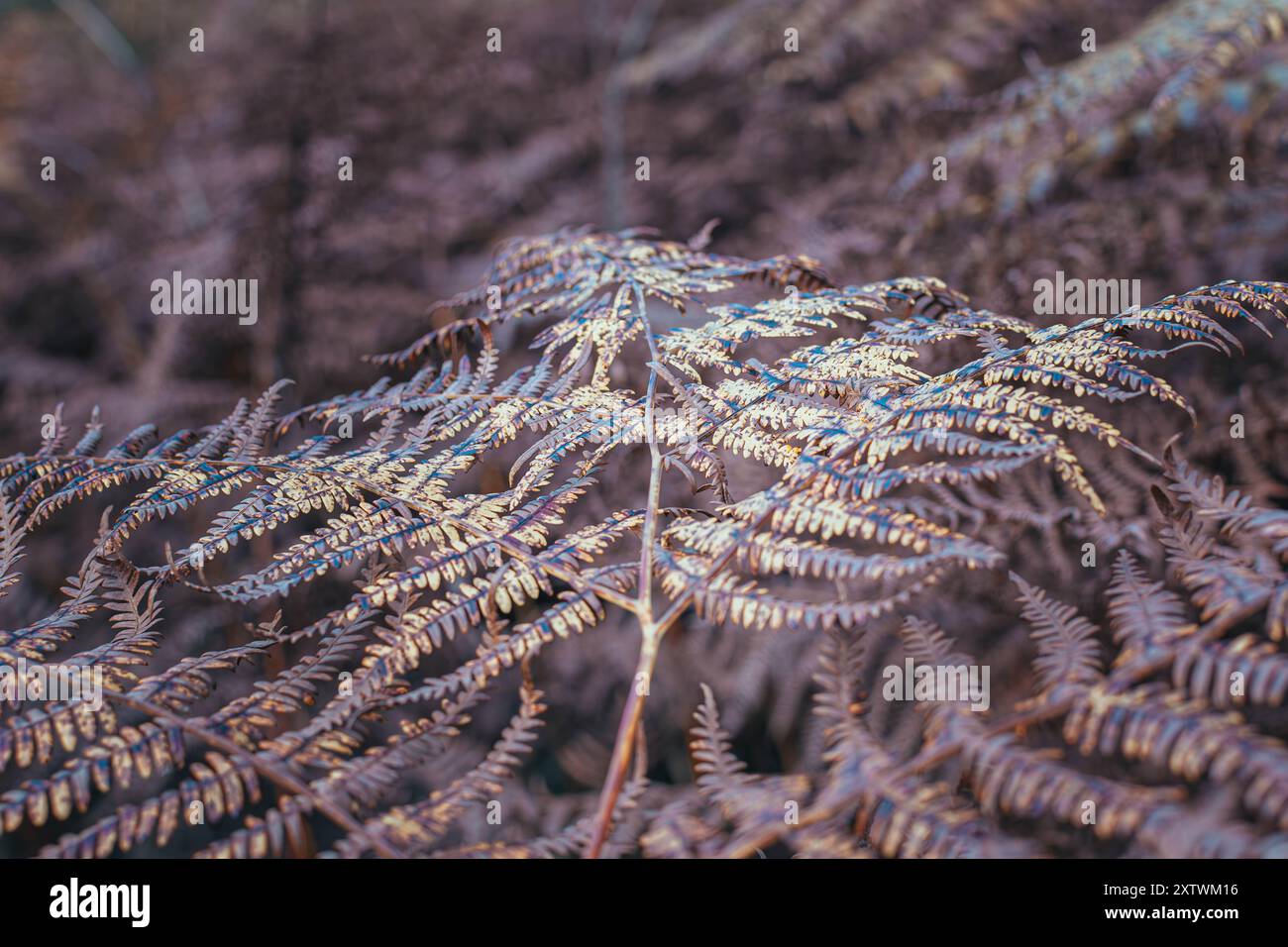 Makro Winter Verfallender Farn Stockfoto