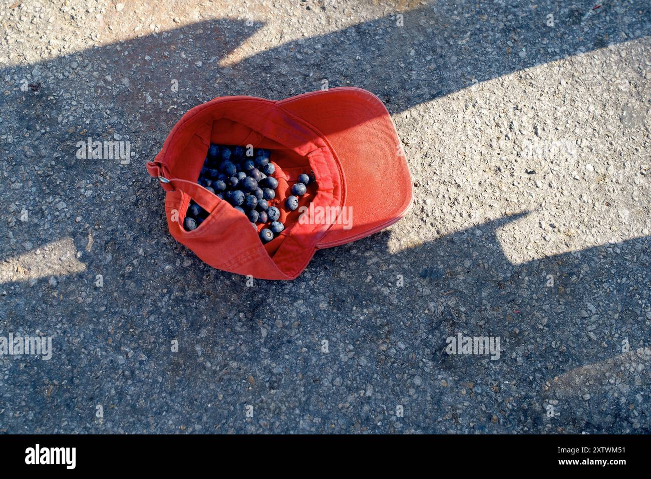 Rote Stofftasche mit Blaubeeren, die unter Sonnenlicht und Schatten auf einer Betonoberfläche verschüttet werden. Stockfoto
