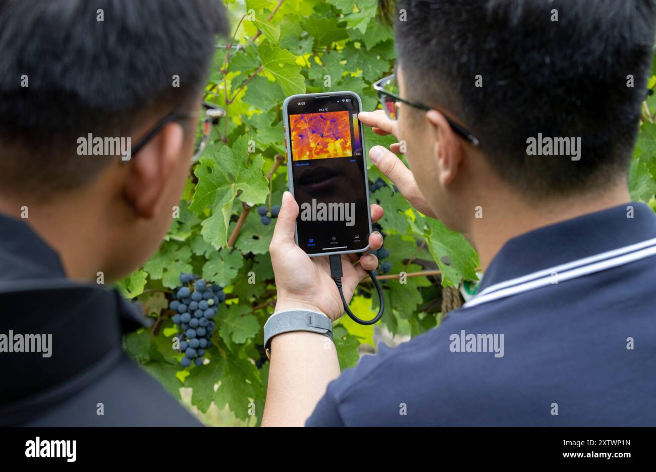 (240816) -- YINCHUAN, 16. August 2024 (Xinhua) -- Ein Techniker (R) und ein Mitarbeiter des Weinguts messen den Wassergehalt von Trauben mit Hilfe von Wärmebildtechnik auf einem Weingut in Yinchuan, nordwestchinesischer autonomer Region Ningxia Hui, 15. August 2024. Die intelligenten Bewässerungssysteme, die in den Weinbergen eingesetzt werden, können rund 30 Prozent des Bewässerungswassers aus dem Yellow River einsparen. Ningxias Weinbaugebiete liegen nahe dem 38. Breitengrad nördlich, ähnlich wie berühmte Weinregionen wie Bordeaux, und genießen ein ideales Terroir mit trockenem Klima und reichlich Sonnenschein, was die Region zu einer goldenen Zone für Wein macht Stockfoto