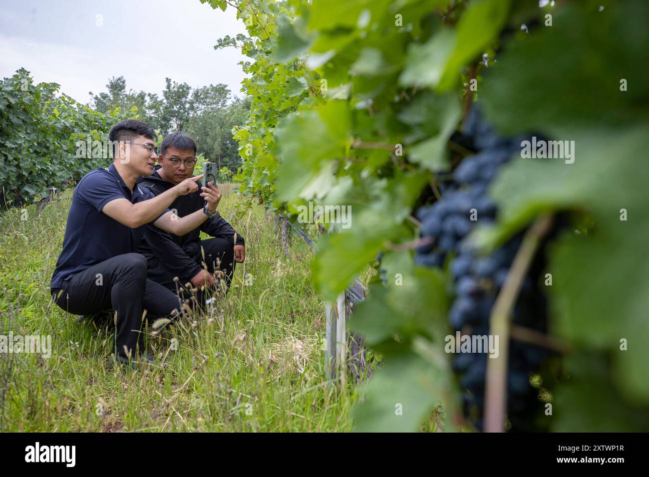 (240816) -- YINCHUAN, 16. August 2024 (Xinhua) -- Ein Techniker (L) und ein Mitarbeiter des Weinguts messen den Wassergehalt von Trauben mit Hilfe von Wärmebildtechnik auf einem Weingut in Yinchuan, nordwestchinesischer autonomer Region Ningxia Hui, 15. August 2024. Die intelligenten Bewässerungssysteme, die in den Weinbergen eingesetzt werden, können rund 30 Prozent des Bewässerungswassers aus dem Yellow River einsparen. Ningxias Weinbaugebiete liegen nahe dem 38. Breitengrad nördlich, ähnlich wie berühmte Weinregionen wie Bordeaux, und genießen ein ideales Terroir mit trockenem Klima und reichlich Sonnenschein, was die Region zu einer goldenen Zone für Wein macht Stockfoto