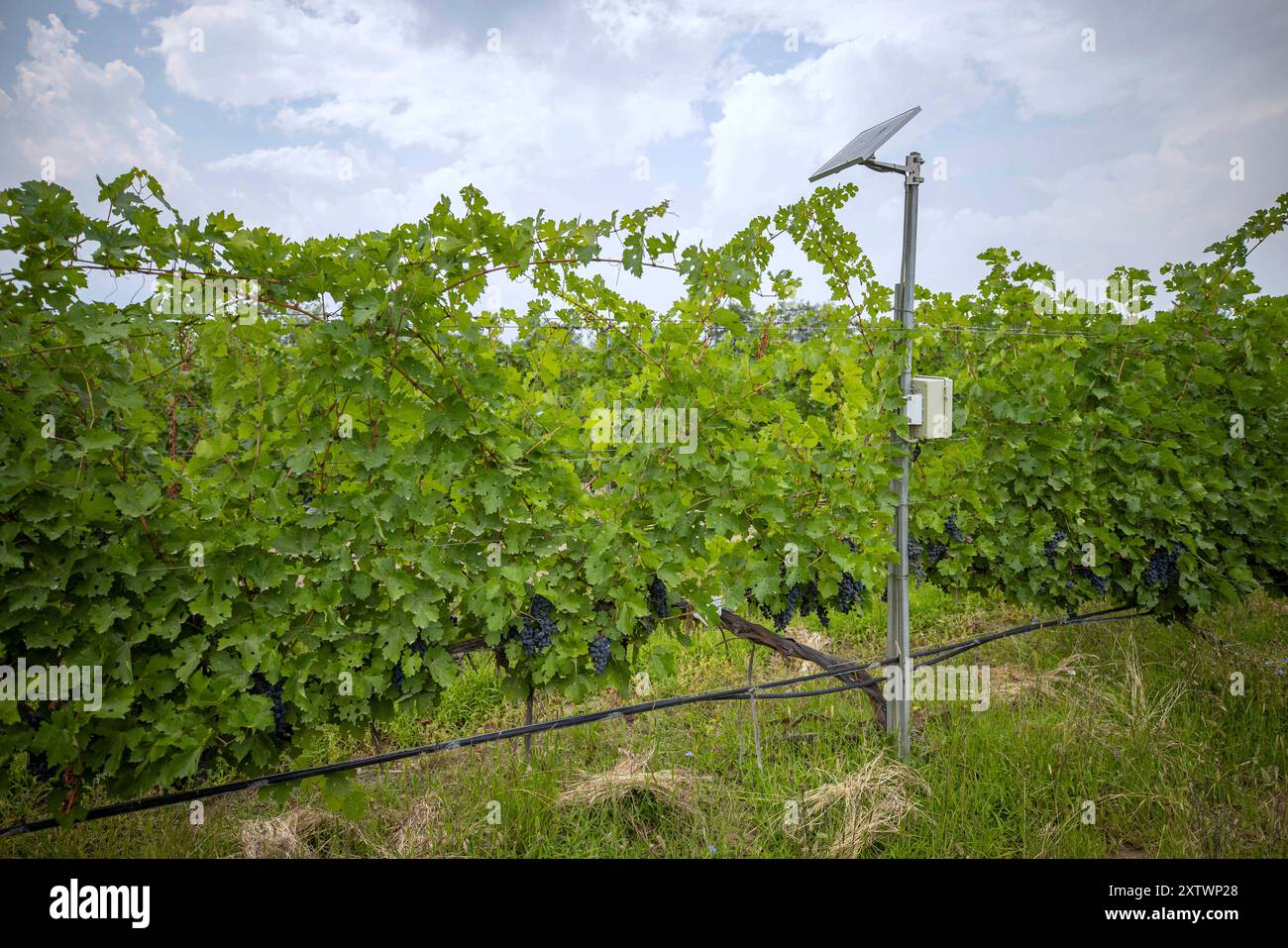 (240816) -- YINCHUAN, 16. August 2024 (Xinhua) -- dieses am 15. August 2024 aufgenommene Foto zeigt eine Ausrüstung, die den Wassergehalt und die Temperatur des Bodens mittels unterirdischer Sensoren auf einem Weingut in Yinchuan, Nordwestchinas autonomer Region Ningxia Hui, überwacht. Die intelligenten Bewässerungssysteme, die in den Weinbergen eingesetzt werden, können rund 30 Prozent des Bewässerungswassers aus dem Yellow River einsparen. Ningxias Weinbaugebiete liegen nahe dem 38. Breitengrad nördlich, ähnlich wie berühmte Weinregionen wie Bordeaux, und genießen ein ideales Terroir mit trockenem Klima und reichlich Sonnenschein, was die Region zu einer goldenen Zone macht Stockfoto