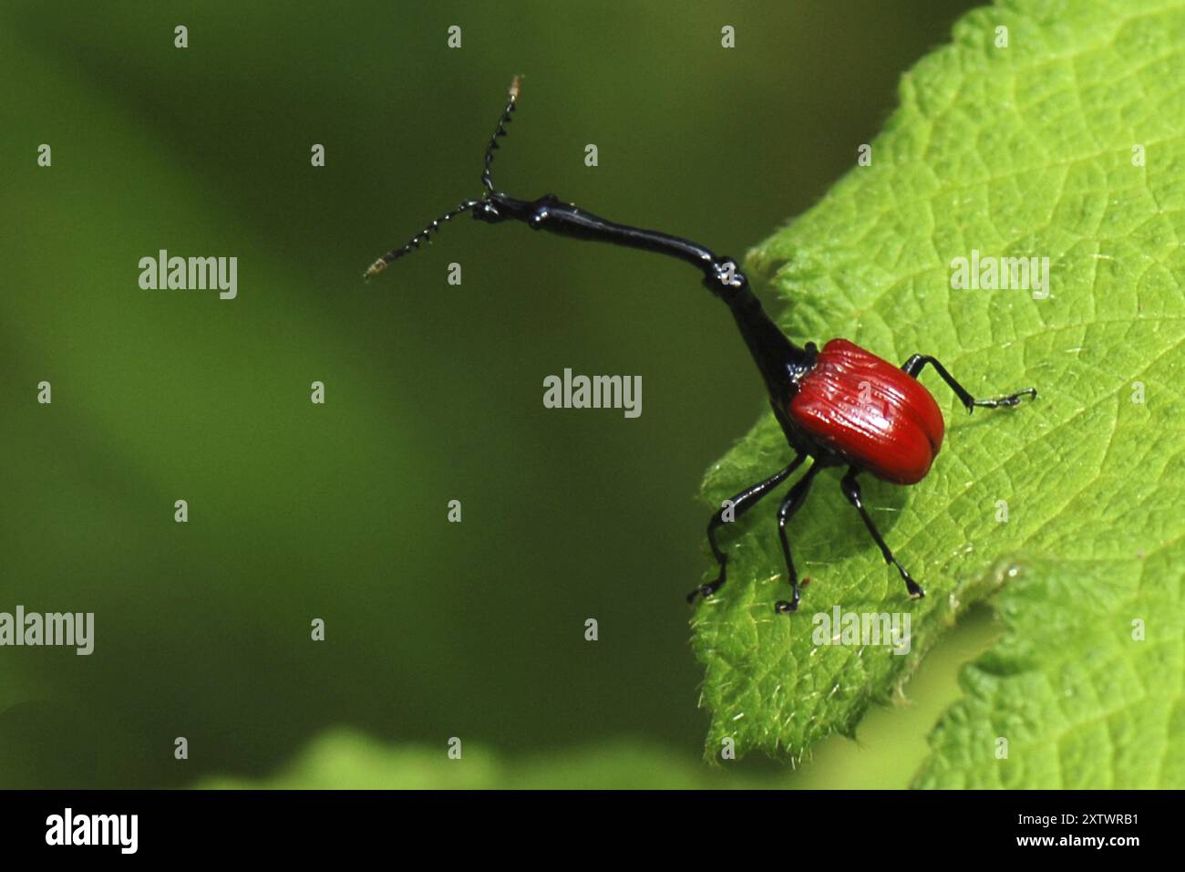 Afrika, Madagaskar, Insel, Indischer Ozean, Tier, Tiere, Insekten, Insekten, Käfer, giraffenkäfer (Trachelophorus giraffa), Madagaskar, Afrika Stockfoto