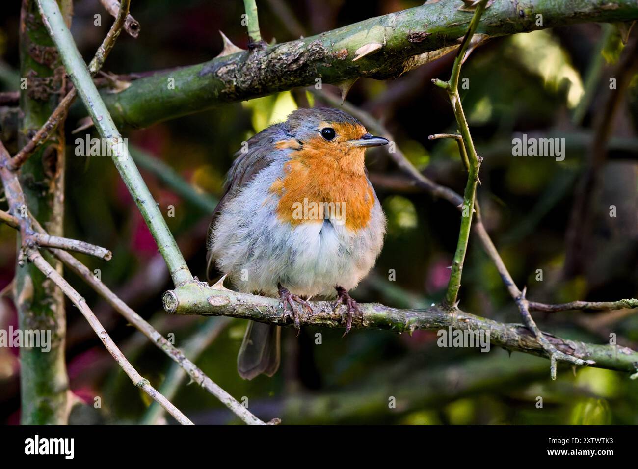 Englischer rotkehlchen in einem Dornbusch Stockfoto