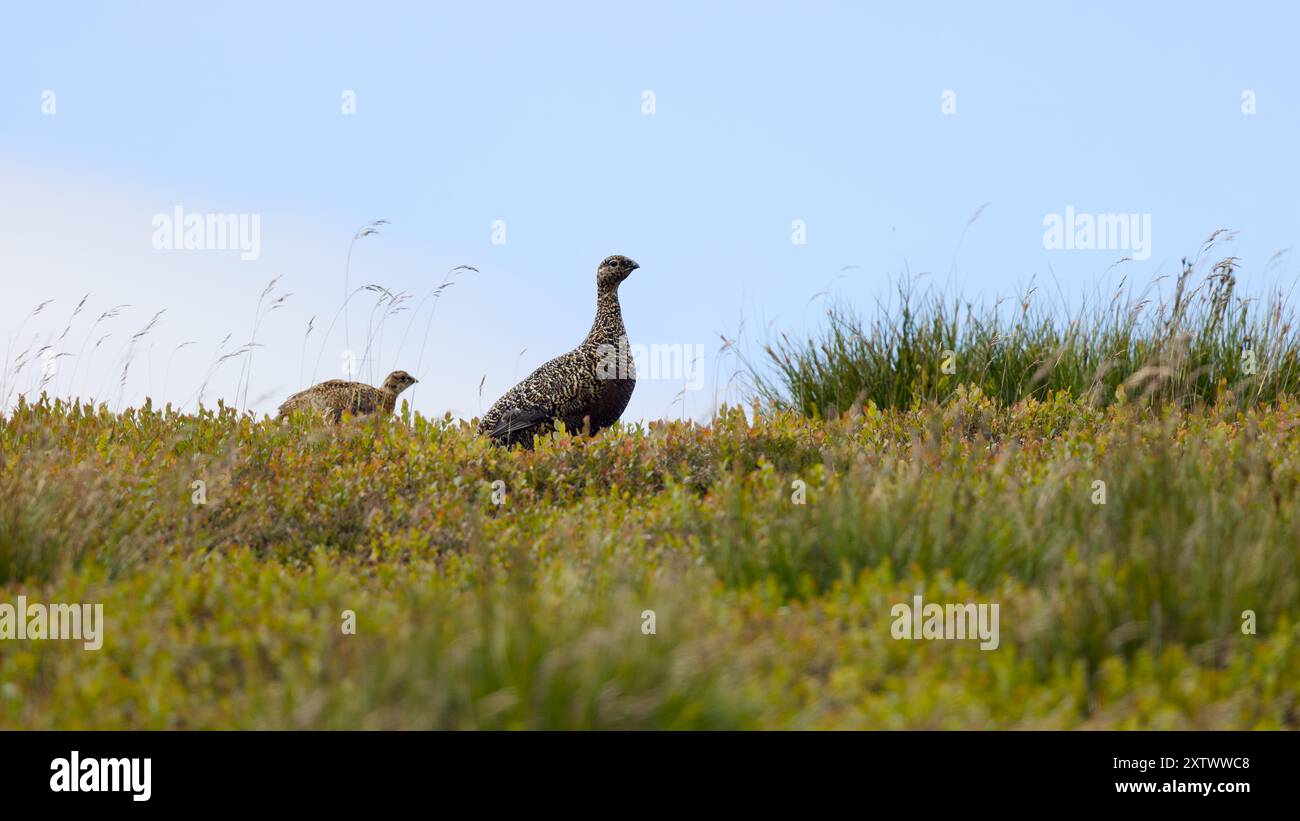 Auerhühner auf einem Hügel in den Yorkshire Dales Stockfoto