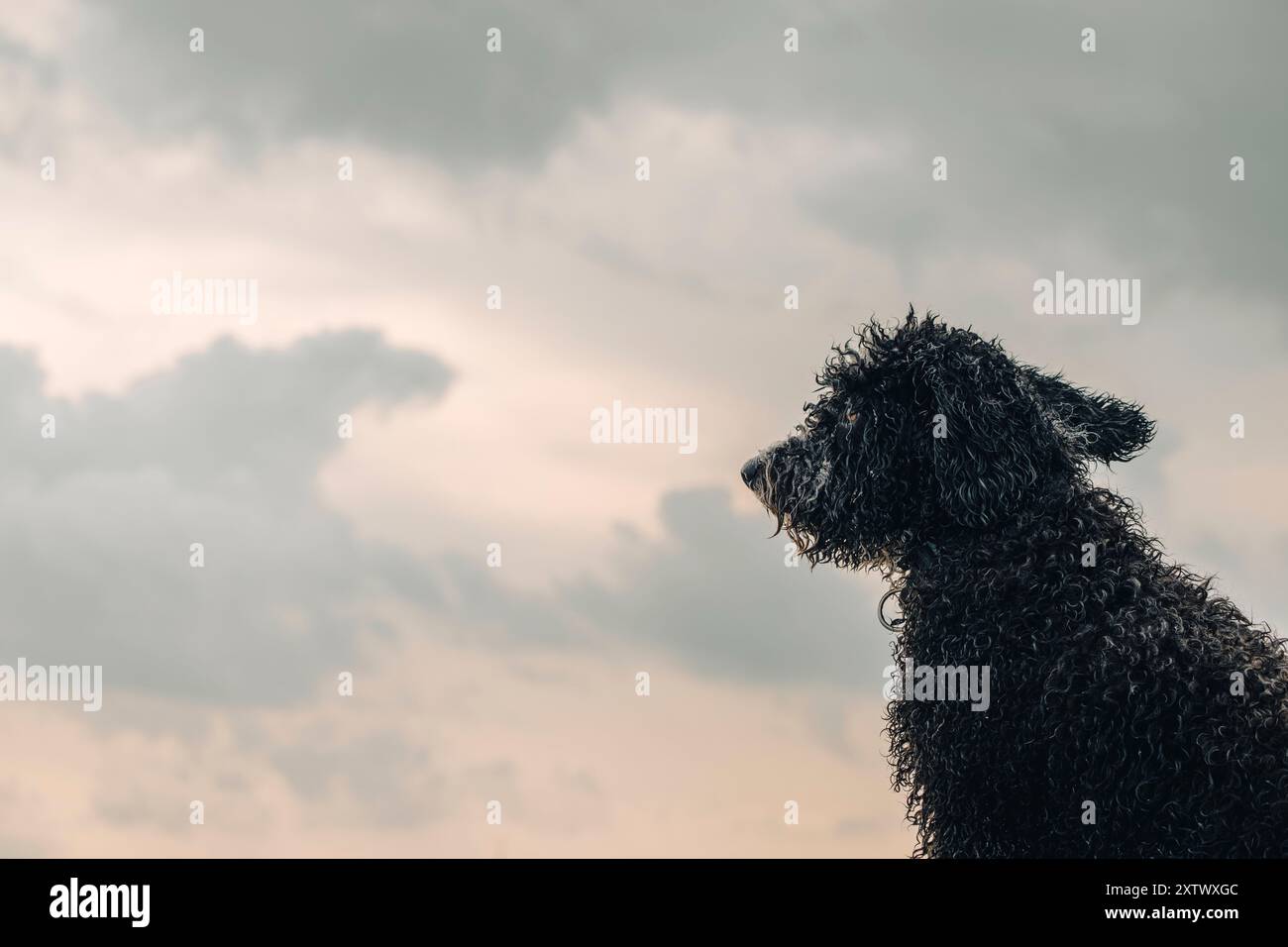Silhouette eines Hundes mit lockigen Haaren vor einem bewölkten Himmel in der Abenddämmerung. Stockfoto