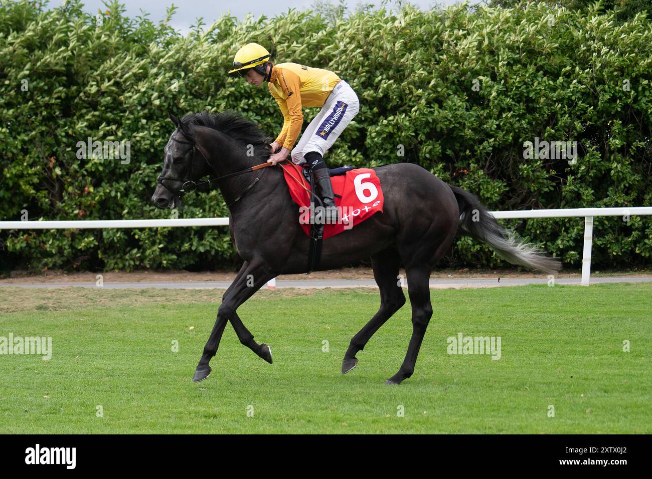 Windsor, Großbritannien. August 2024. NAZRON, der von Jockey Daniel Muscutt geritten wurde, stürmt die Rennstrecke hinunter, bevor er beim Racing League Meeting auf dem Royal Windsor Racecourse, Windsor, Berkshire, den Tote Placepot Leg 1 Racing League 22 Handicap Stakes (Klasse 4) für den Osten gewann. Besitzer Hasan Mefareh Alajmi, Trainer Roger Varian, Newmarket, Züchter China Horse Club International Ltd Quelle: Maureen McLean/Alamy Live News Stockfoto