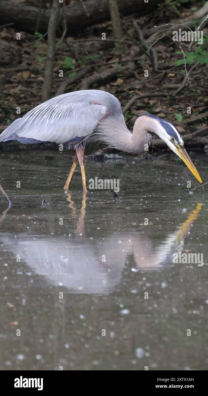 Ein großer blauer Reiher auf der Suche nach einer Mahlzeit, reflektiert im trüben Wasser. Stockfoto