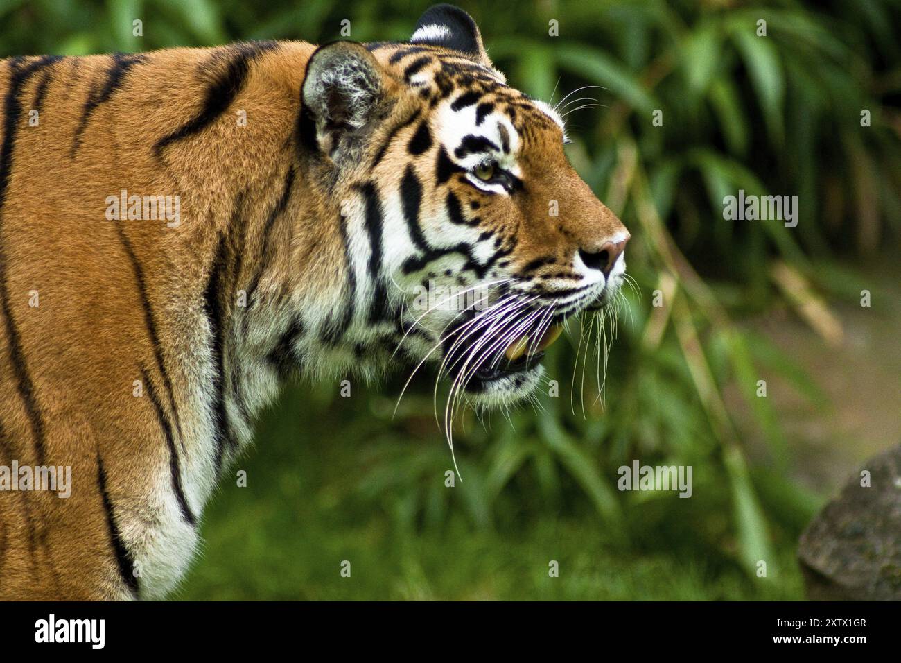 Sibirische Tiger, Amurtiger, die größten und stärksten Großkatzen der Welt, Lebensraum von Ostrussland, Nordkorea und China Stockfoto