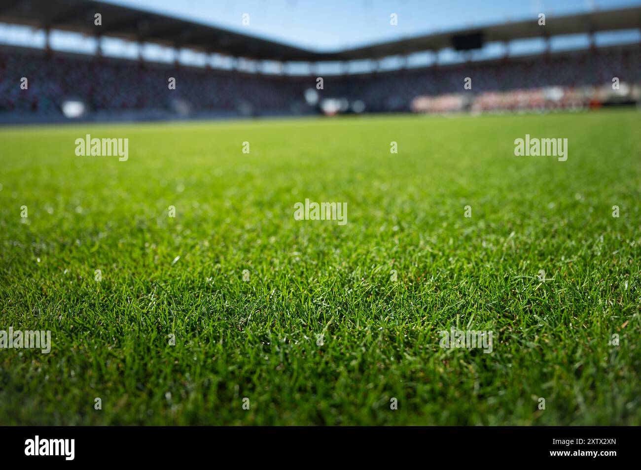 Gras im Fußballstadion an sonnigen Sommertagen Stockfoto