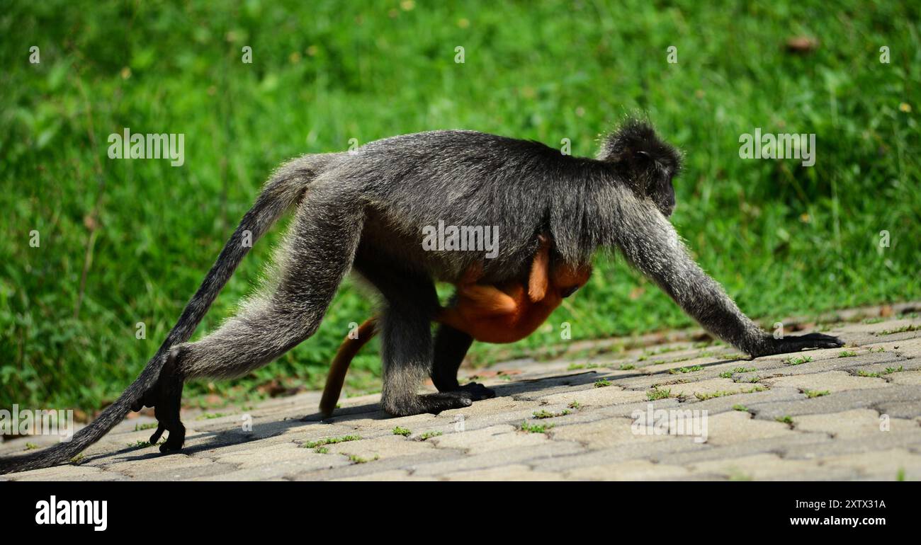 MALAYSIA der silbrige Lutung Trachypithecus cristatus, auch bekannt als der silbrige Blattaffe oder der silbrige Lutung, ist ein Affe der Alten Welt. Es ist ein arboreales Gebiet, das in Küsten-, Mangroven- und Flusswäldern auf der malaysischen Halbinsel, Sumatra, Borneo, Java und anderen nahe gelegenen Inseln lebt. Sie ist die Typart ihrer Artengruppe. Der silbrige Lutung ist ein mittelgroßer Affe mit einem langen, nicht-prähensilen Schwanz. Sie hat graues, dunkelbraunes oder schwarzes Fell, was ihr ein einheitliches silbriges Aussehen verleiht. Im Gegensatz zu einigen verwandten Arten gibt es keine helleren Markierungen im Gesicht oder Körper, außer einem weißlichen Haarfleck o Stockfoto