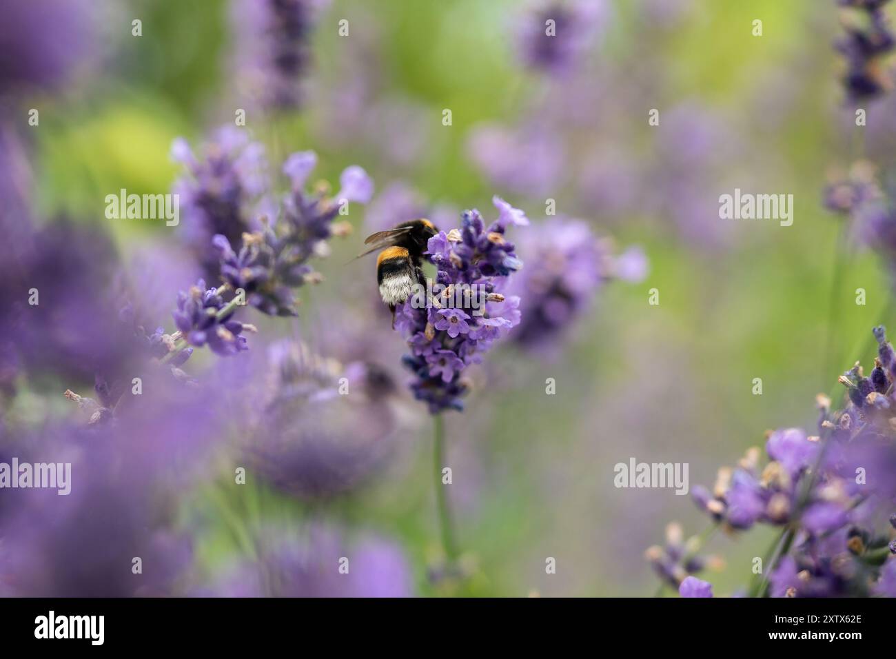 Hummel bestäubt blühenden Lavendelstrauch, stachelt im Wind. Insekten fliegen auf dem Blumenfeld Stockfoto