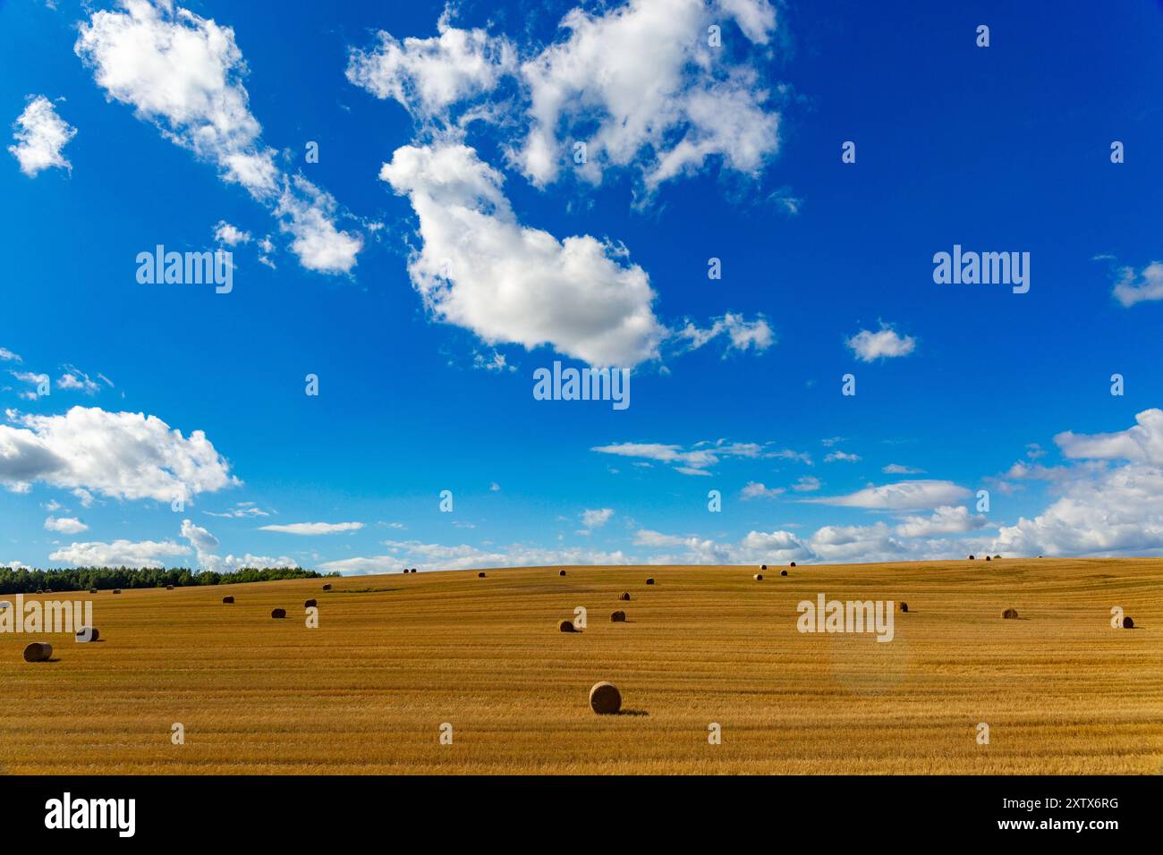 Geerntete Strohballen auf dem Feld an sonnigen Sommertagen. Getreide Weizenrollen von Stroh auf einem Feld nach Weizen geerntet in landwirtschaftlichen landwirtschaftlichen landwirtschaftlichen Betrieb, Landschaft ländlich Stockfoto