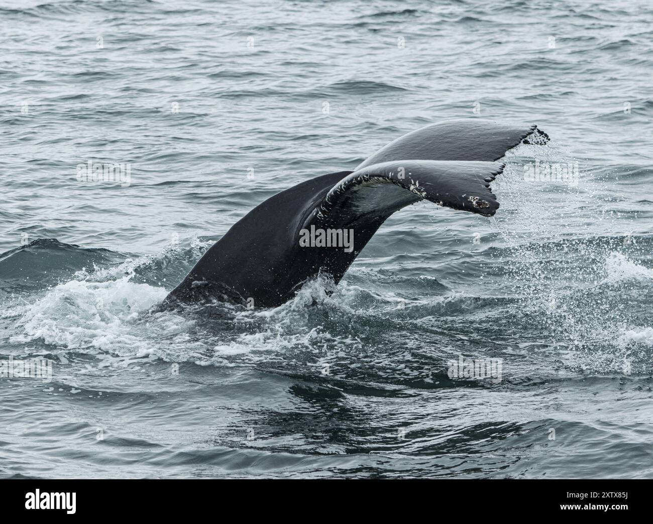 Walbeobachtung von einem Boot aus in Husavik, Nordisland Stockfoto