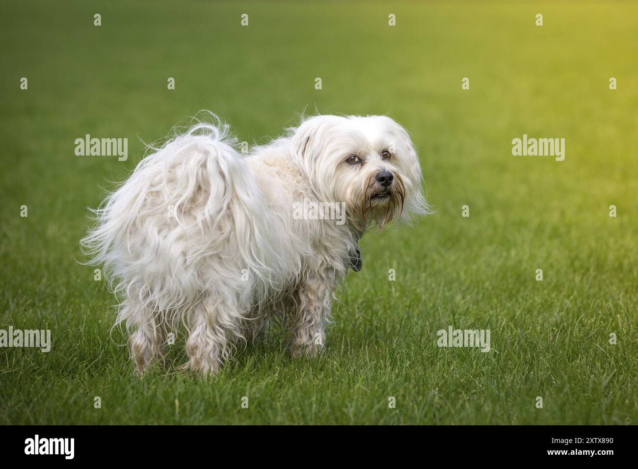 Ein kleiner weißer Hund schaut dem Fotografen über die Schulter Stockfoto