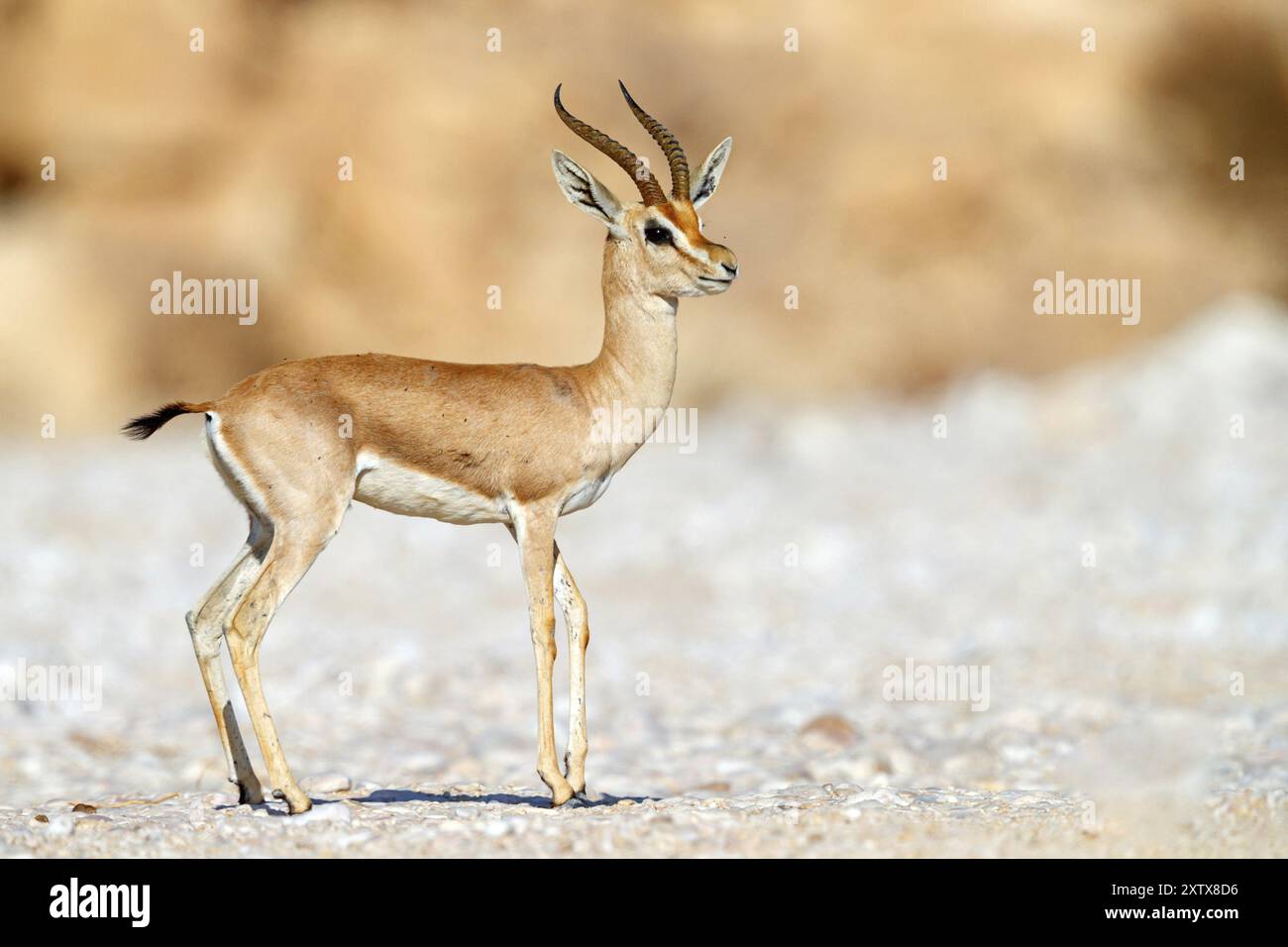 Arabische Gazelle (Gazella arabica), Mudday, Salalah, Dhofar, Oman, Asien Stockfoto