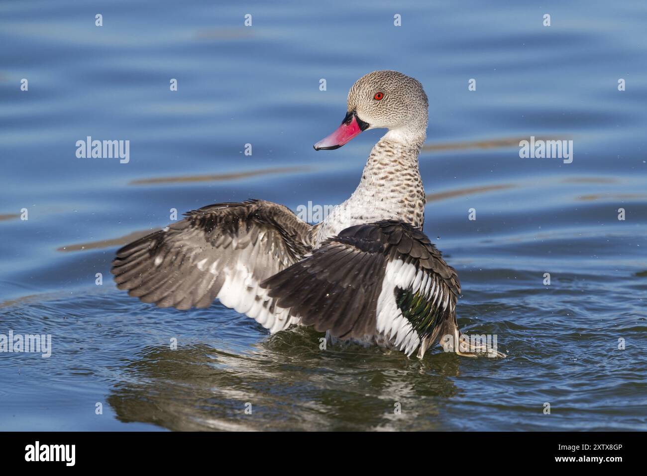 Cape Teal (Anas capensis), Cape Teal, Canard du Cap, Cerceta de El Cabo, False Bay Nature Reserve / Strandfontein Abwasserwerk, Kapstadt, Western Cap Stockfoto