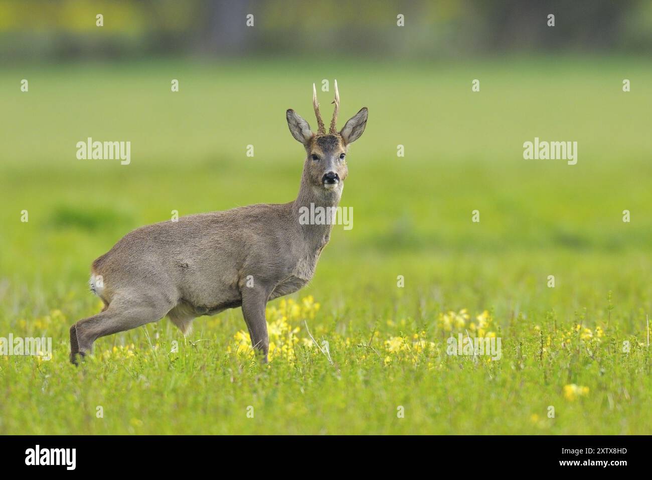 Rehbock im Frühjahr, Capreolus capreolus, Deutschland, Europa Stockfoto