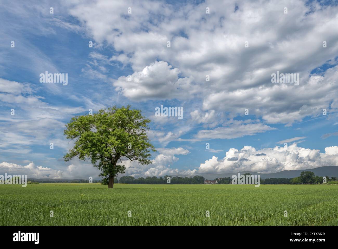 Allein stehender Baum auf dem Feld zwischen Rinteln und Eisbergen Porta Westfalica Deutschland Stockfoto