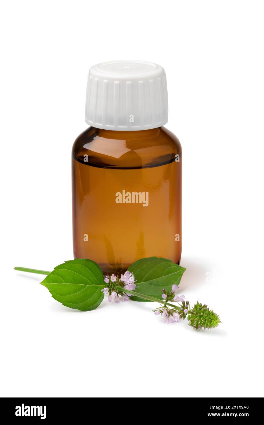 Flasche mit Wasser Pfefferminzöl und einem Zweig frischer blühender Mentha aquatica Nahaufnahme isoliert auf weißem Hintergrund Stockfoto