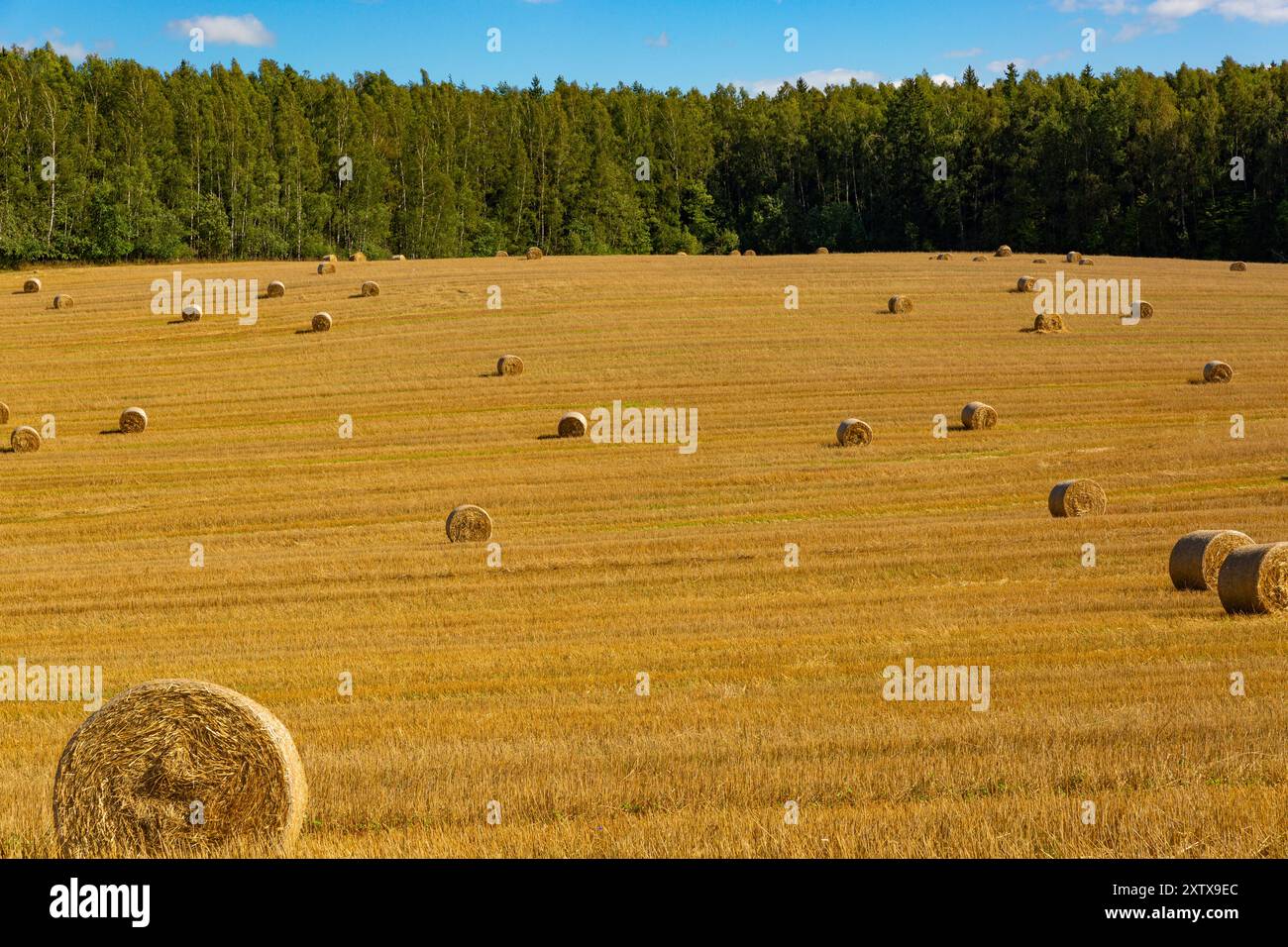 Geerntete Strohballen auf dem Feld an sonnigen Sommertagen. Getreide Weizenrollen von Stroh auf einem Feld nach Weizen geerntet in landwirtschaftlichen landwirtschaftlichen landwirtschaftlichen Betrieb, Landschaft ländlich Stockfoto