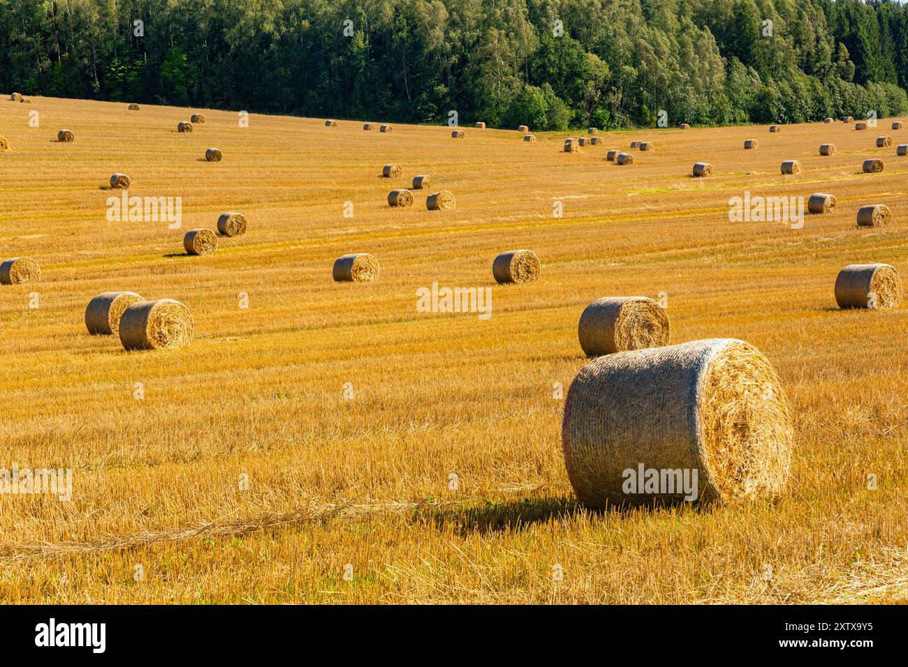 Geerntete Strohballen auf dem Feld an sonnigen Sommertagen. Getreide Weizenrollen von Stroh auf einem Feld nach Weizen geerntet in landwirtschaftlichen landwirtschaftlichen landwirtschaftlichen Betrieb, Landschaft ländlich Stockfoto