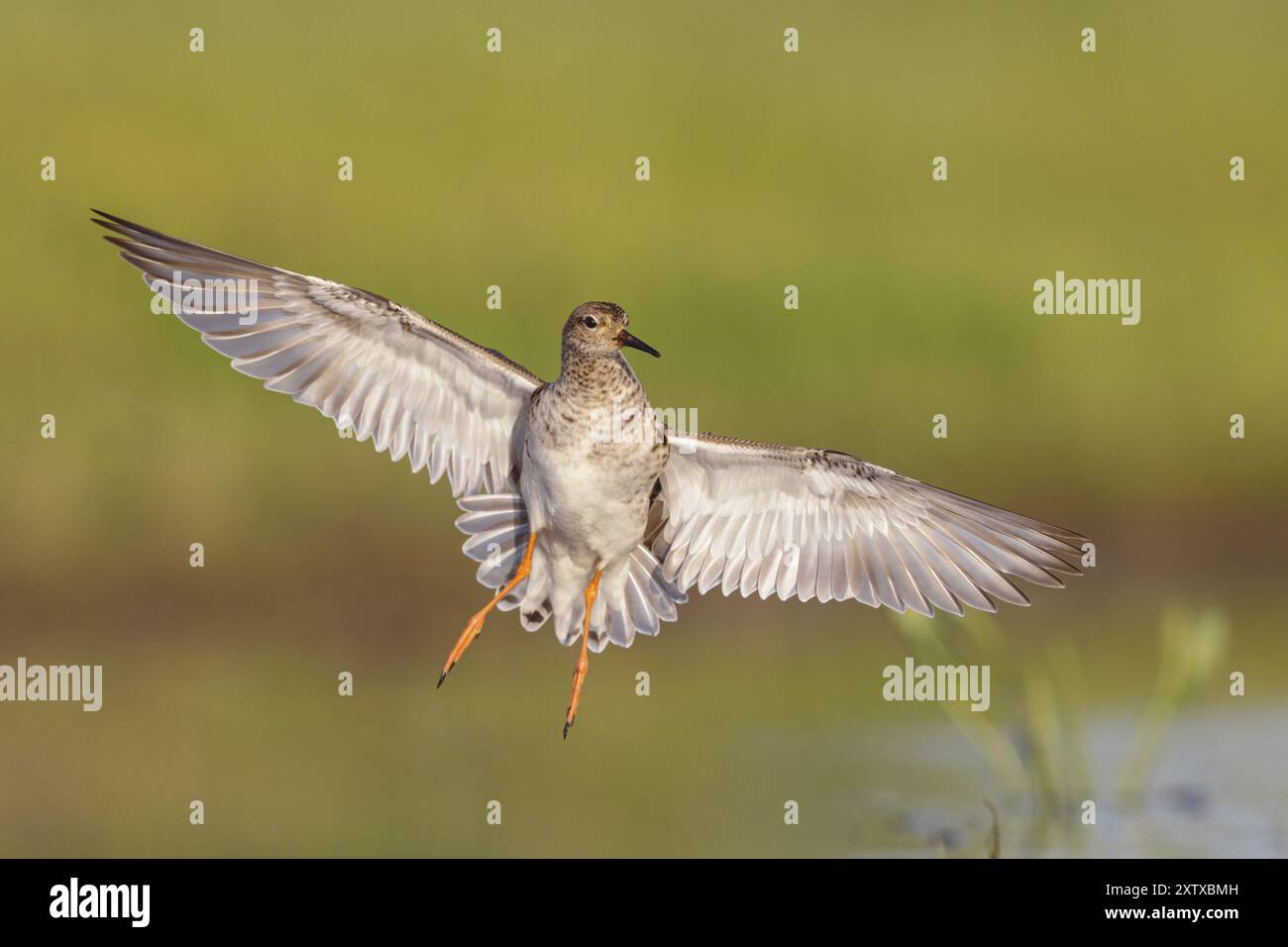 Ruff (Philomachus pugnax), weiblich im Flug, Narew, Bialystok, Podlasie, Polen, Europa Stockfoto