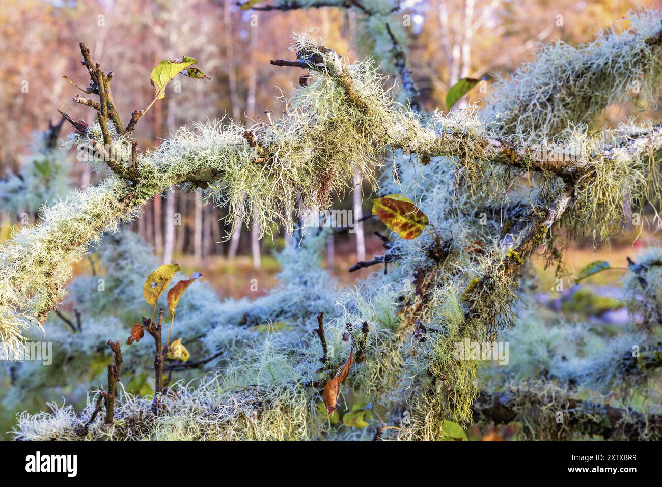 Usnea, eine grüne, fruchtige Flechte, die im Herbst auf Ästen wächst Stockfoto