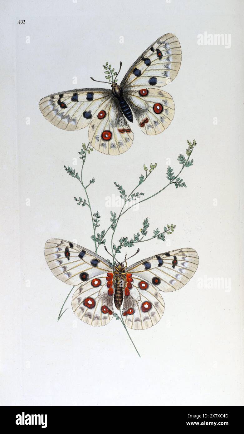 Apollo Butterfly, Edward Donovan, Geschichte der britischen Insekten. Platte 433. 1792-1813. Ultrahohe Auflösung. Gereinigt. Stockfoto