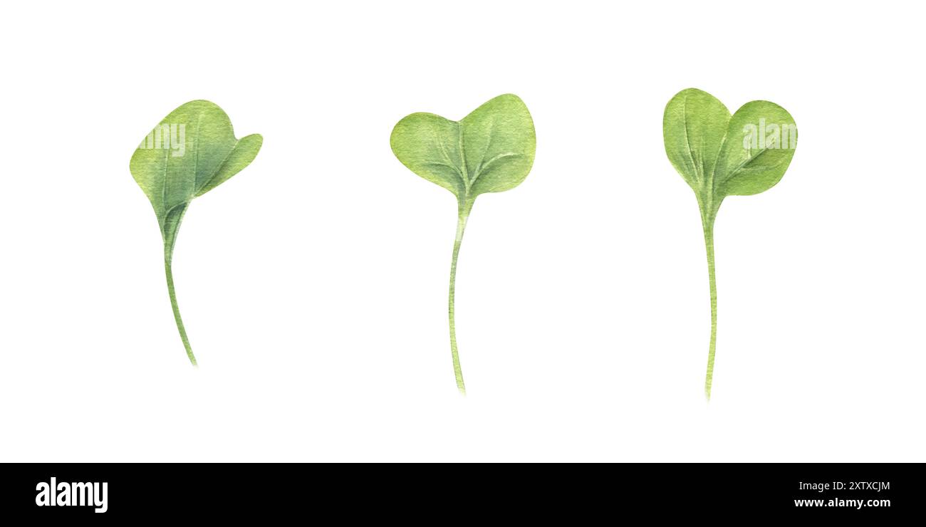 Microgrünes Lamellenset. Brunnenkresse Salat. Einfache grüne Rucolasprossen. Bio-Gemüsegras für gesunde Ernährung. Aquarellblumen-Illustration. Kraut Stockfoto
